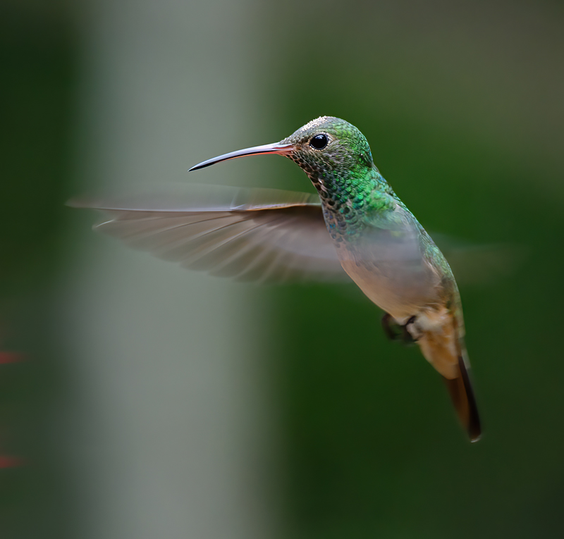 Buff_bellied_Hummingbrd_12_TX_063