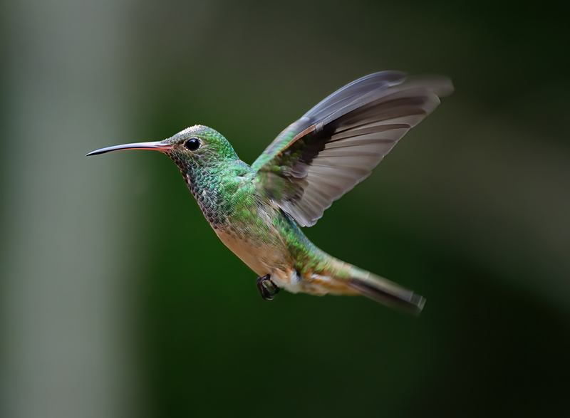 Buff_bellied_Hummingbrd_12_TX_064