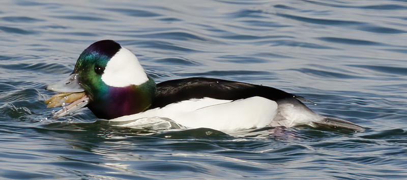 Bufflehead_10_FL_028