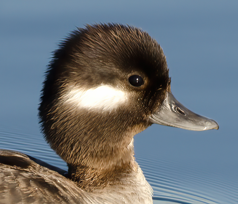 Bufflehead_14_CA_007