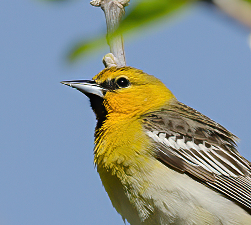 Bullocks_Oriole_13_CA_010