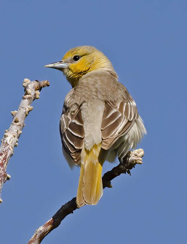 Bullocks_Oriole_13_CA_011