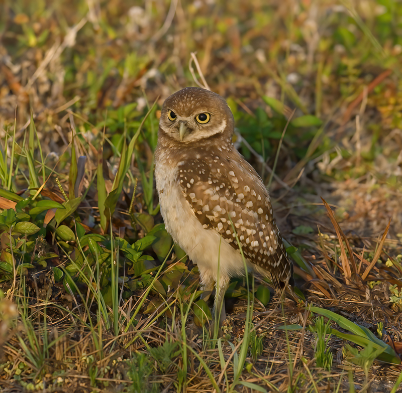 Burrowing_Owl_08_FL_038