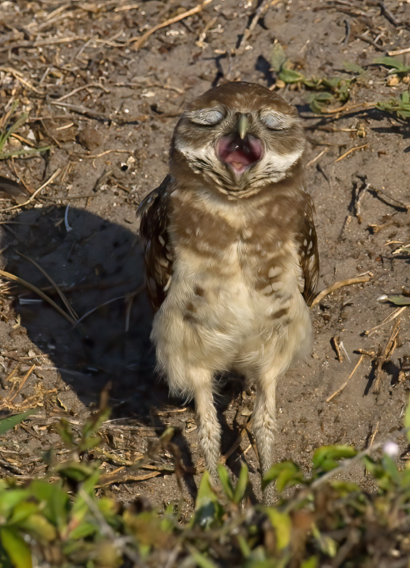 Burrowing_Owl_08_FL_050