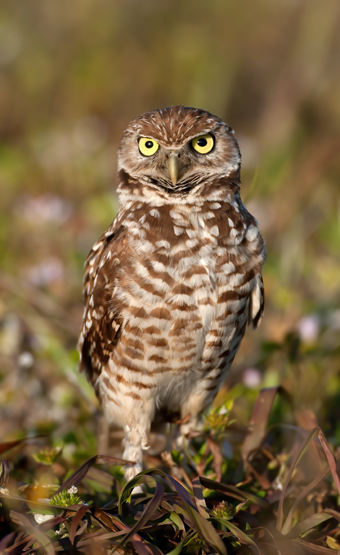Burrowing_Owl_08_FL_057