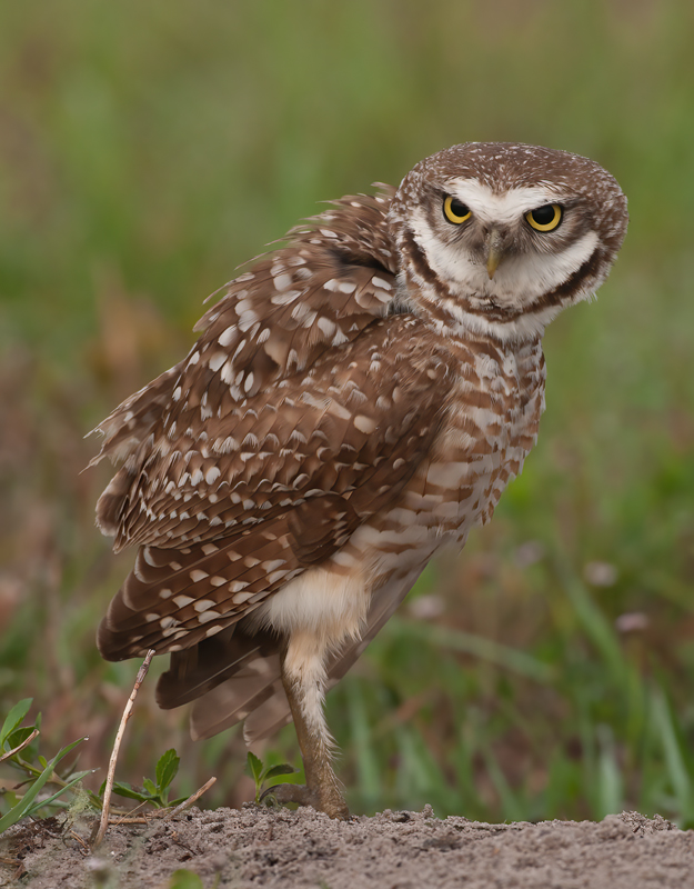 Burrowing_Owl_10_FL_146