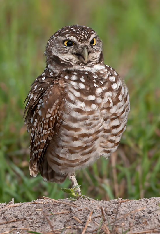 Burrowing_Owl_10_FL_183