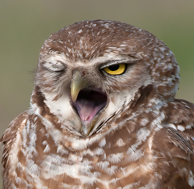 Burrowing_Owl_10_FL_221