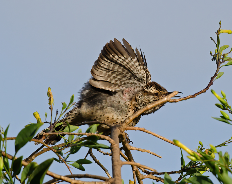 Cactus_Wren_13_CA_019