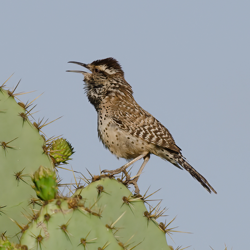 Cactus_Wren_13_CA_038