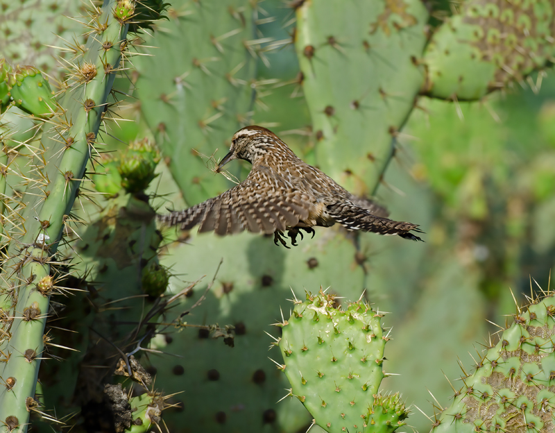 Cactus_Wren_13_CA_056