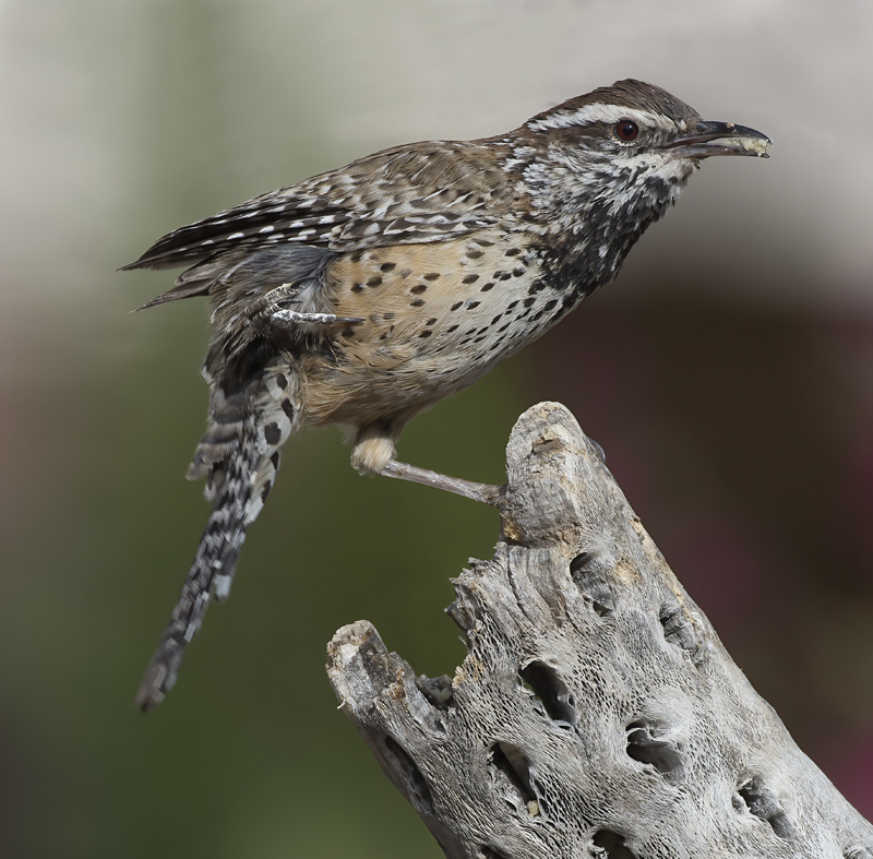 Cactus_Wren_15_AZ_031