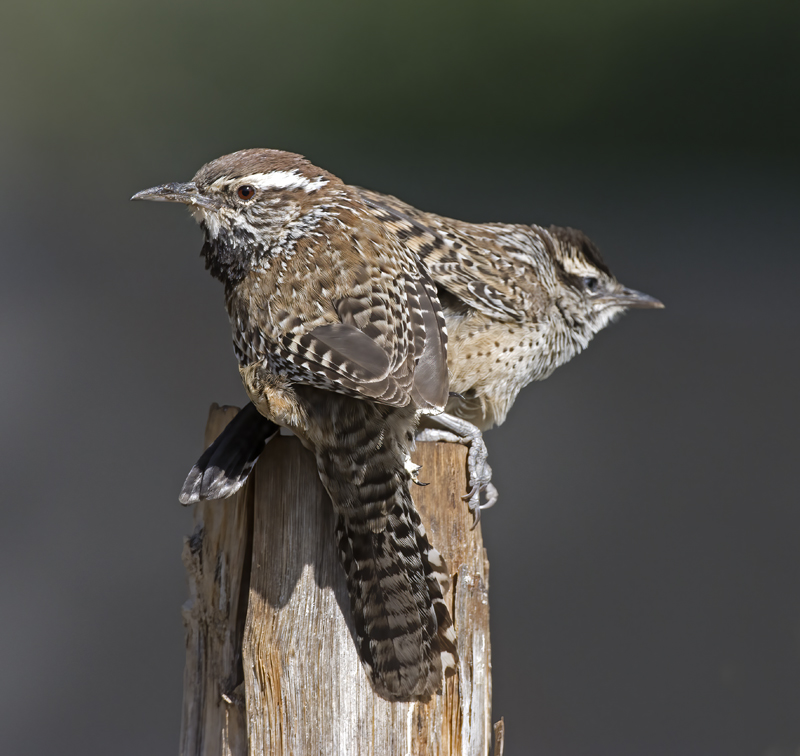 Cactus_Wren_15_AZ_038