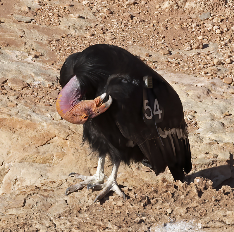 California-Condor_21_AZ_017