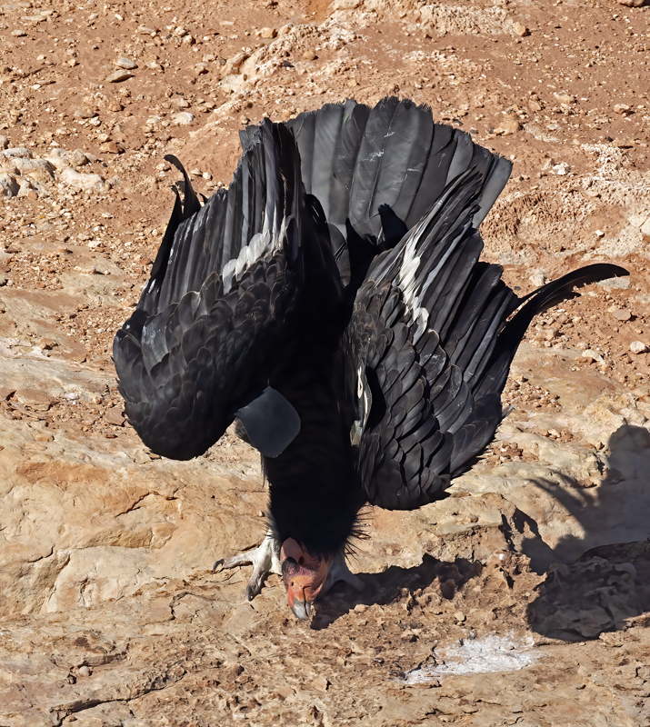 California-Condor_21_AZ_027