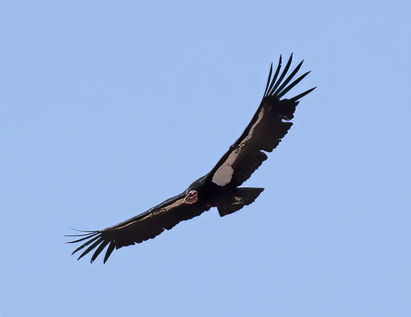 California-Condor_21_AZ_043