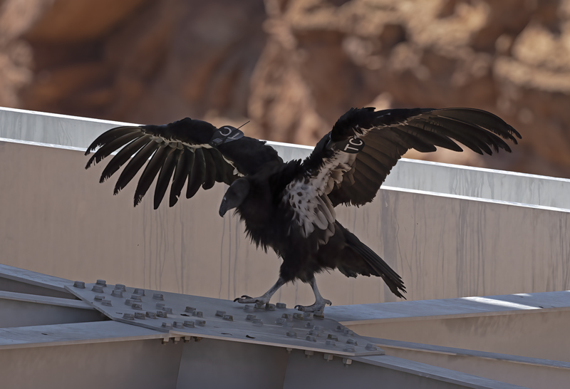 California-Condor_21_AZ_078