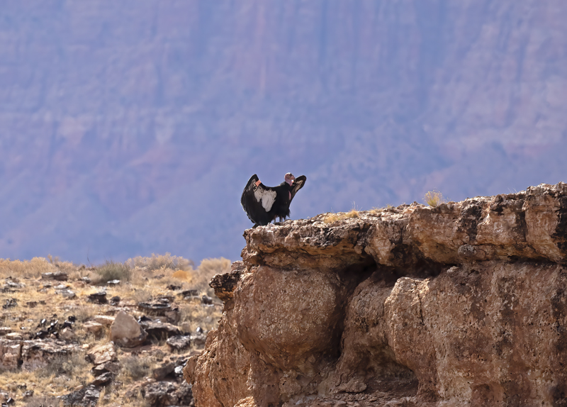 California-Condor_21_AZ_092