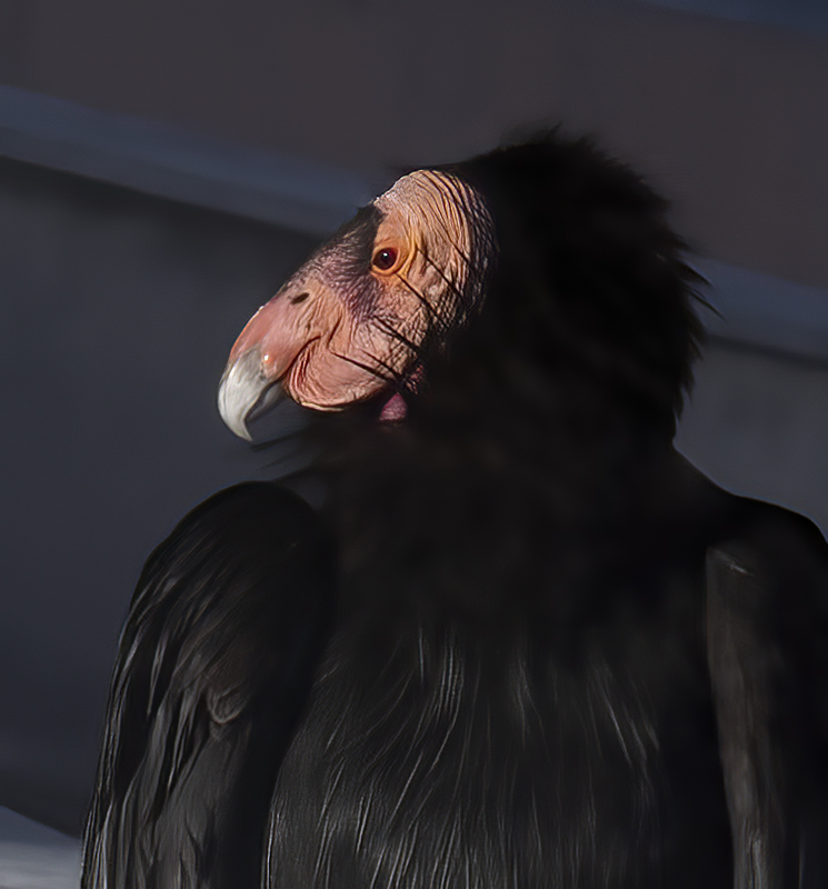 California-Condor_21_AZ_100