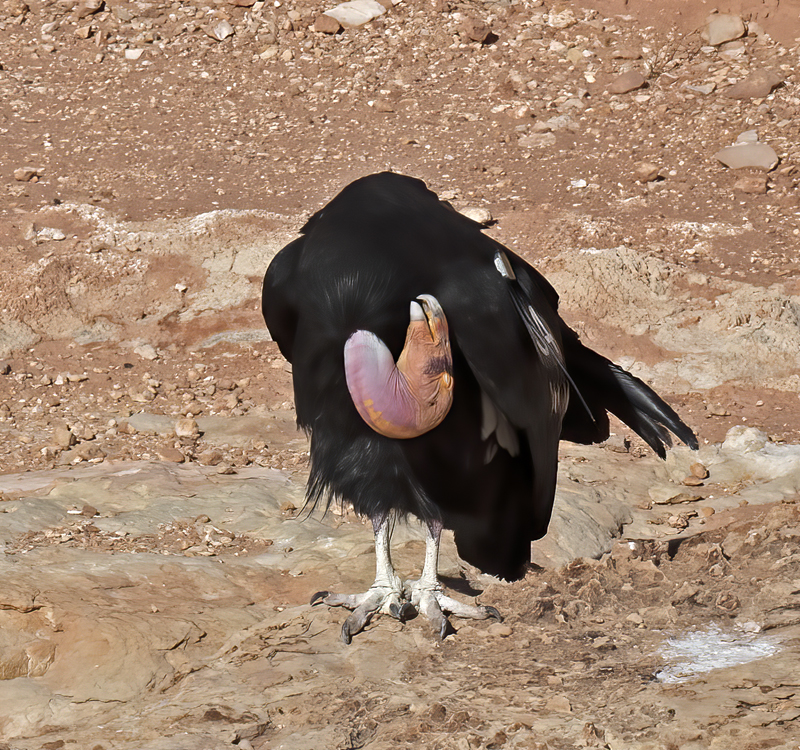 California-Condor_21_AZ_113