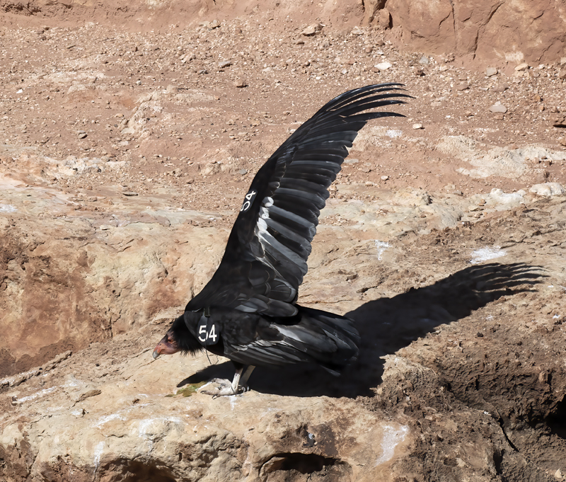 California-Condor_21_AZ_126