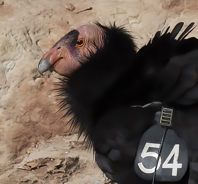 California-Condor_21_AZ_139