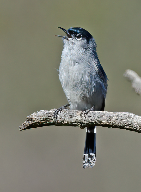 California_Gnatcatcher_14_CA_006