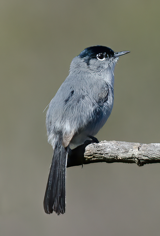 California_Gnatcatcher_14_CA_011