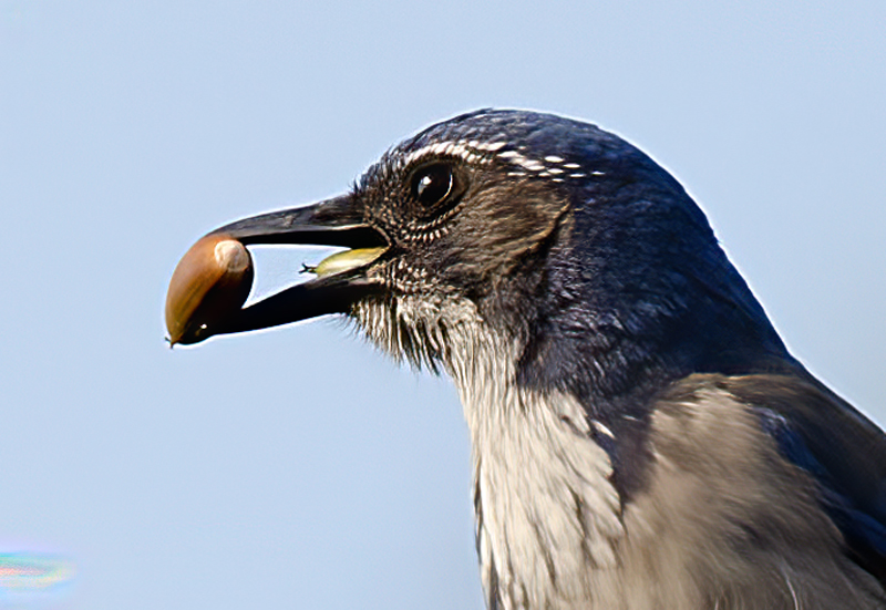 California_Scrub_Jay_11_CA_027