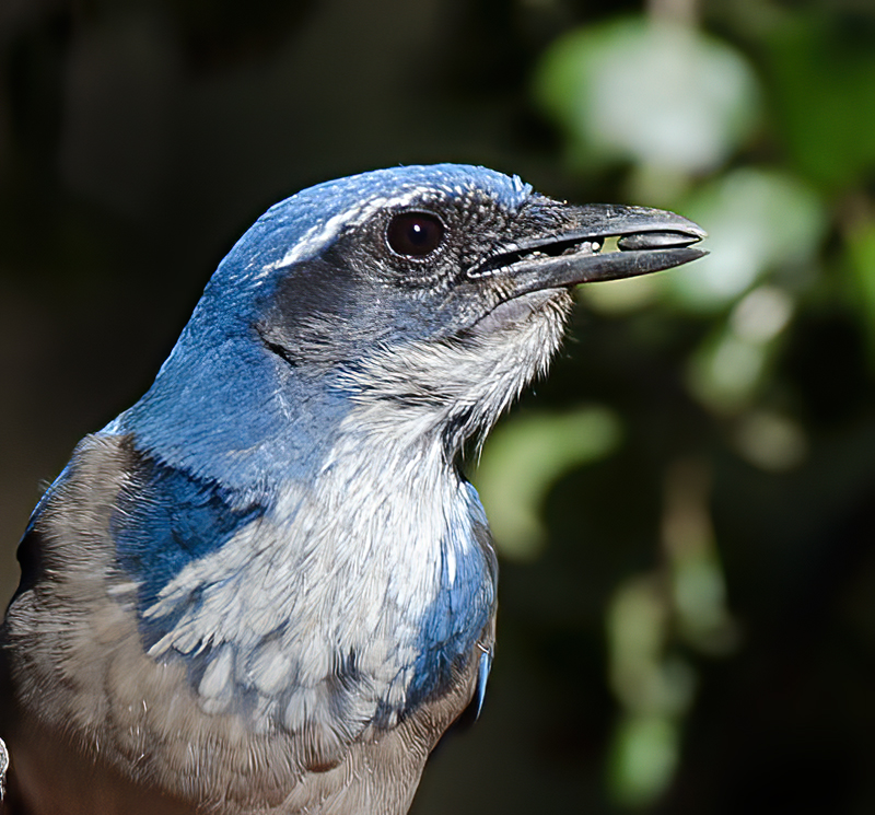 California_Scrub_Jay_12_CA_003