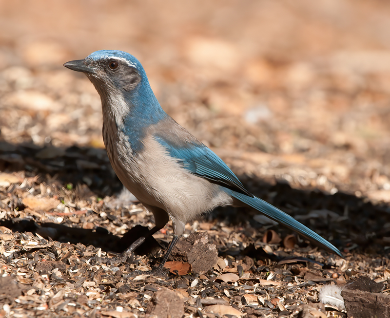 California_Scrub_Jay_12_CA_007