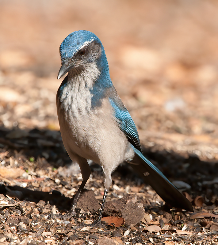 California_Scrub_Jay_12_CA_008