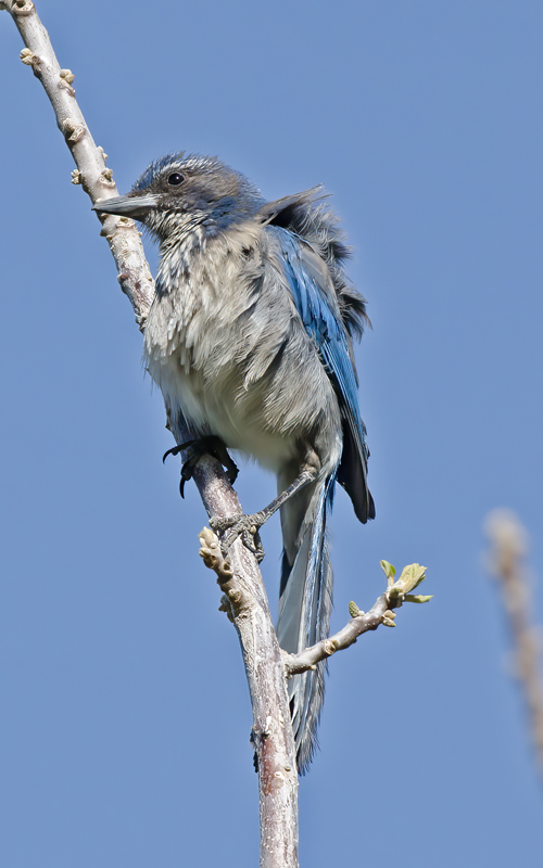 California_Scrub_Jay_13_CA_021