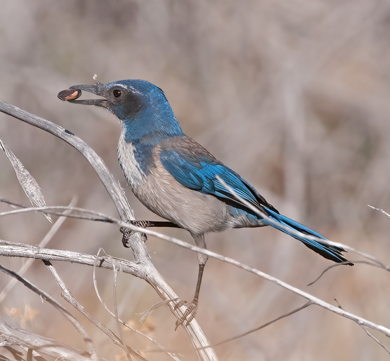 California_Scrub_Jay_13_CA_027