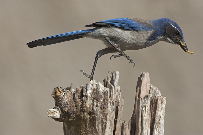 California_Scrub_Jay_15_CA_035
