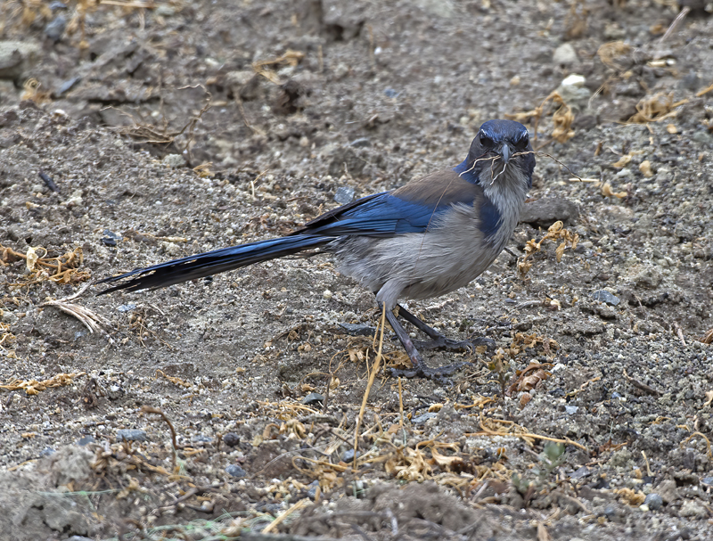 California_Scrub_Jay_15_CA_044