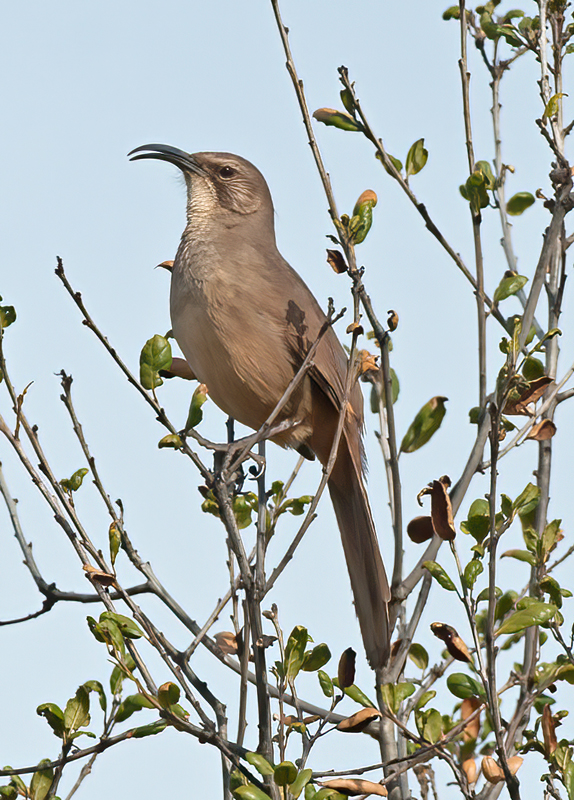California_Thrasher_14_CA_015