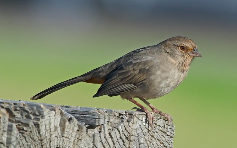California_Towhee_11_CA_017