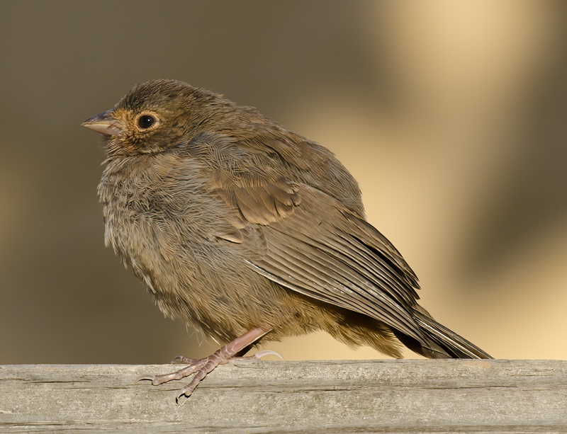 California_Towhee_14_CA_006