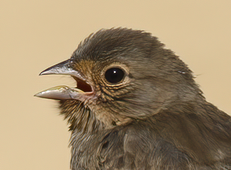 California_Towhee_14_CA_012