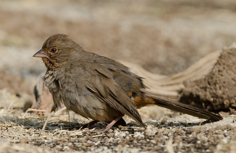 California_Towhee_14_CA_017
