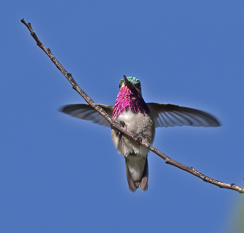 Calliope_Hummingbird_17_OR_016