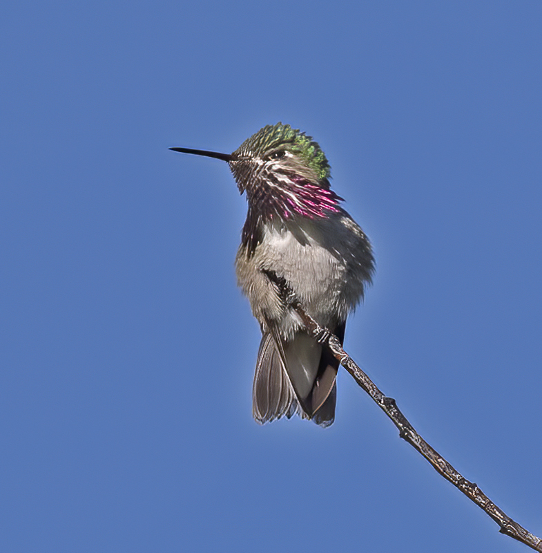 Calliope_Hummingbird_17_OR_035