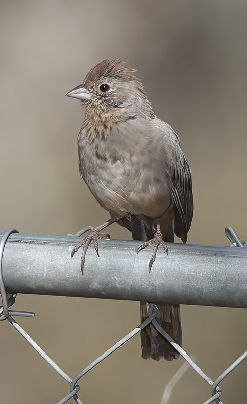 Canyon_Towhee_14_AZ_007