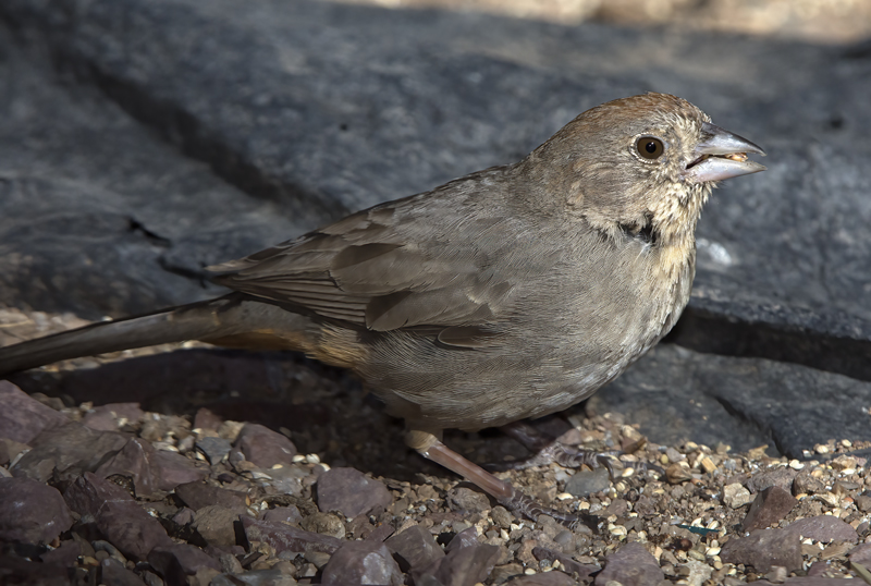 Canyon_Towhee_15_AZ_004
