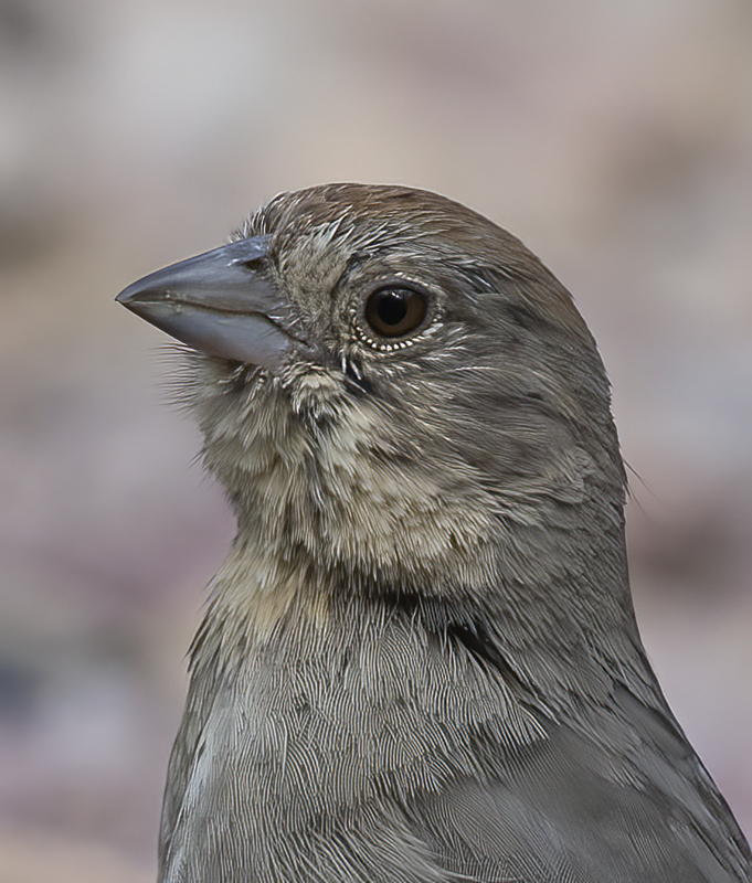 Canyon_Towhee_15_AZ_010