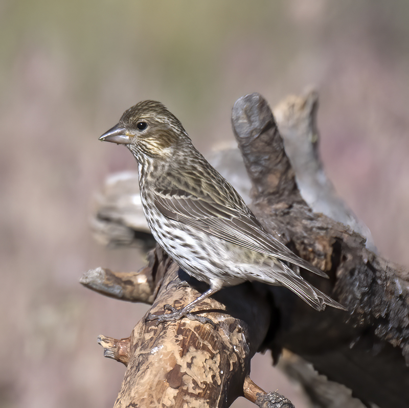 Cassins_Finch_17_OR_002