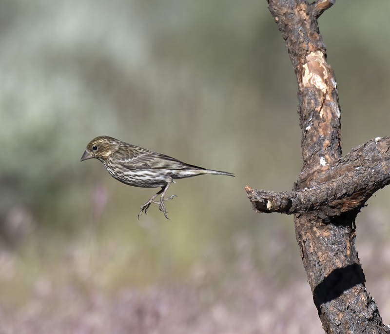 Cassins_Finch_17_OR_007