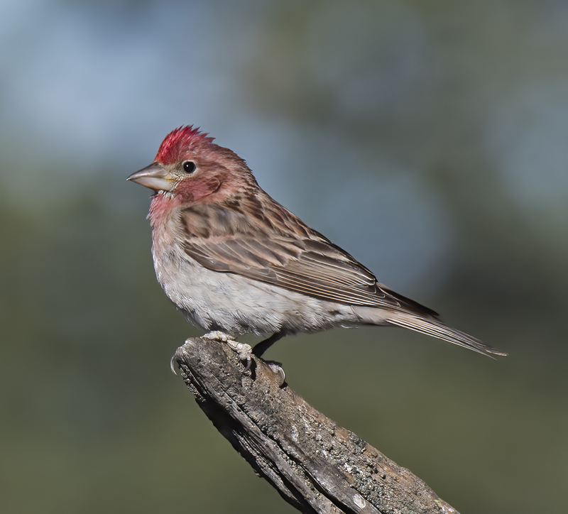 Cassins_Finch_17_OR_009