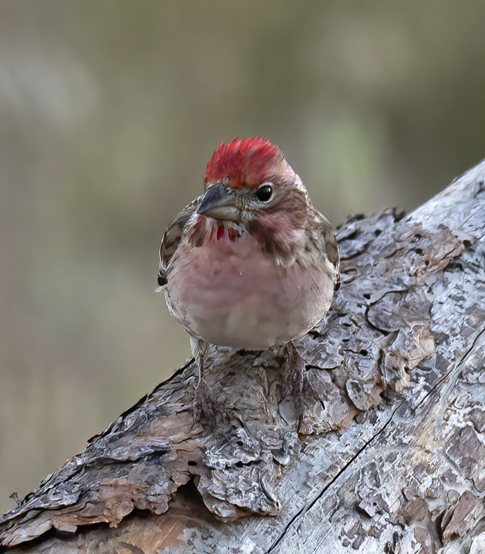 Cassins_Finch_17_OR_023